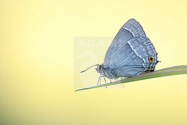 Female Purple Hairstreak stock-image by Agami/Wil Leurs,