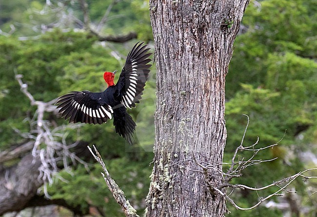 Male Magellanic Woodpecker (Campephilus magellanicus) landing in a tree in southern South America. stock-image by Agami/Dani Lopez-Velasco,
