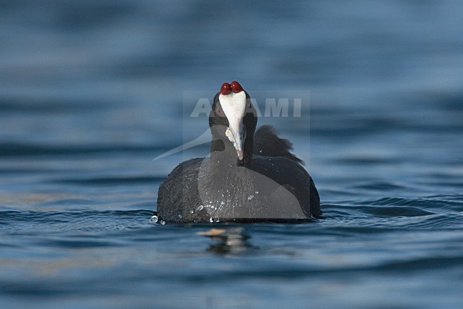 Zwemmende Knobbelmeerkoet; Swimming Red-knobbed Coot stock-image by Agami/Harvey van Diek,