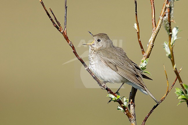 Adult Grey-cheeked Thrush (Catharus minimus) singing from a small bush on Seward Peninsula, Alaska, USA. During short arctic summer. stock-image by Agami/Brian E Small,