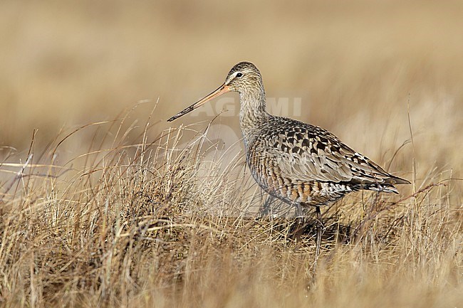 Adult Hudsonian Godwit (Limosa haemastica) in breeding plumage standing in arctic tundra near Churchill, Manitoba in Canada. stock-image by Agami/Brian E Small,