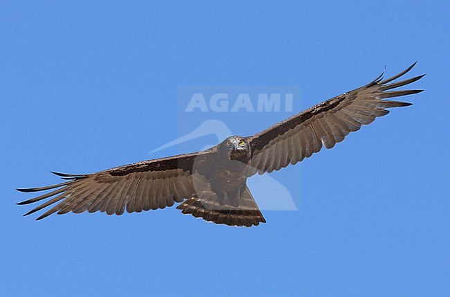 Bruine Slangenarend, Brown Snake-Eagle, Circaetus cinereus stock-image by Agami/Laurens Steijn,