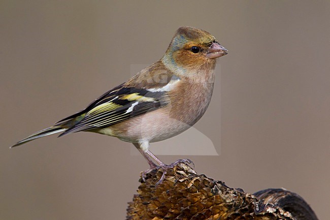 Fringuello; Chaffinch; Fringilla coelebs stock-image by Agami/Daniele Occhiato,