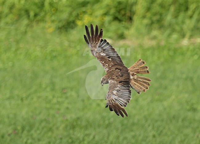 Second calendar year male Marsh Harrier (Circus aeruginosus) flying over a field near Schagen, Noord Holland. stock-image by Agami/Renate Visscher,