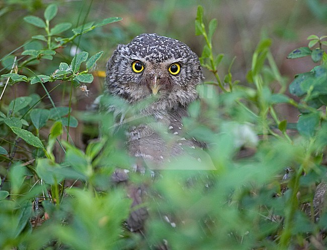 Eurasian Pygmy Owl, Dwerguil stock-image by Agami/Jari Peltomäki,