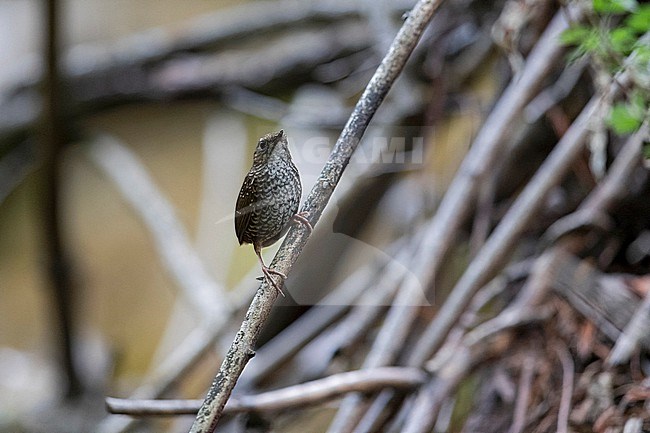 Pygmy Wren-babbler or Pygmy Cupwing (Pnoepyga pusilla) singing in the dark moist montane forests of Tangjiahe National Nature Reserve in Sichuan, China stock-image by Agami/Mathias Putze,