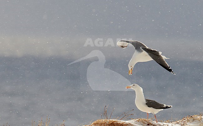 Zilvermeeuw; Herring Gull stock-image by Agami/Markus Varesvuo,