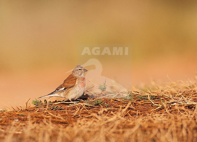 Mannetje Kneu; Male Common Linnet (Carduelis cannabina) stock-image by Agami/Marc Guyt,