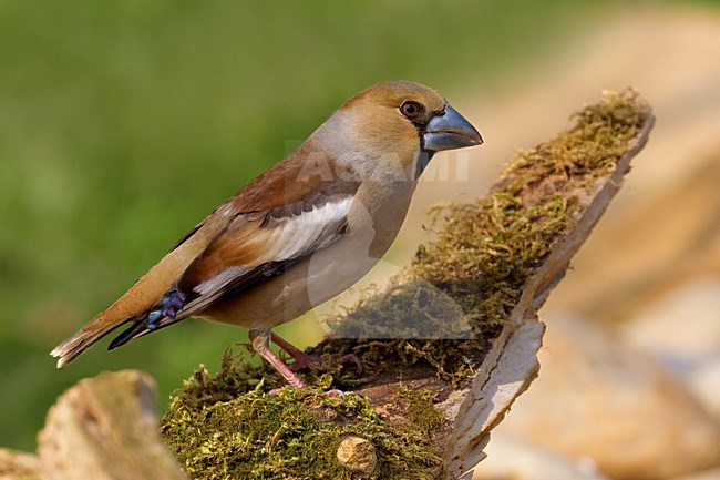 Volwassen Appelvink; Adult Hawfinch stock-image by Agami/Daniele Occhiato,