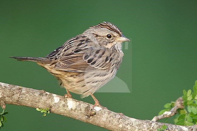 Volwassen Lincolns Gors, Adult Lincoln's Sparrow stock-image by Agami/Brian E Small,