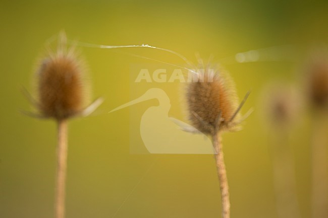 Spinnenweb tussen kaardebollen, Spidersweb between Teasel stock-image by Agami/Rob de Jong,