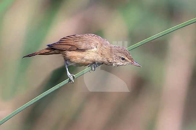Great Reed Warbler hunting insects in the reeds of El Taray stock-image by Agami/Onno Wildschut,