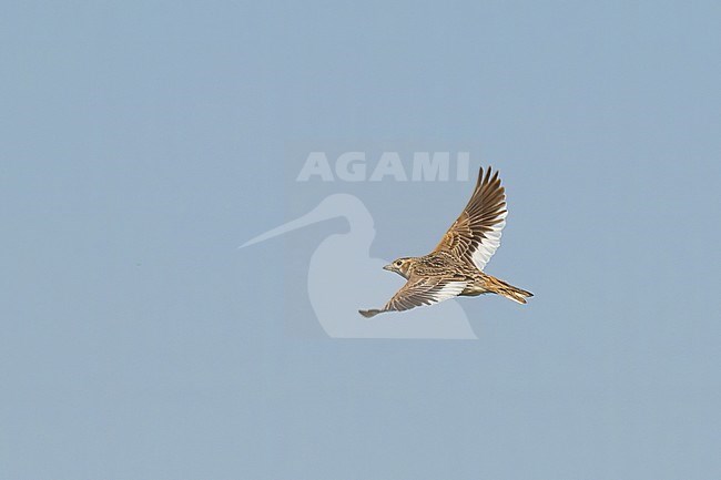 Adult female White-winged Lark (Melanocorypha leucoptera), in flight showing upperparts against blue sky as background. stock-image by Agami/Kari Eischer,