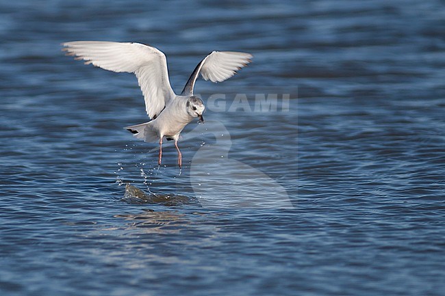 Little Gull - Zwergmöwe - Hydrocoloeus minutus, Germany, 1st S stock-image by Agami/Ralph Martin,