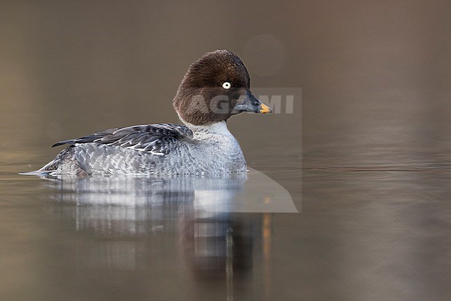 Common Goldeneye - Schellente - Bucephala clangula ssp. clangula, Germany, adult female stock-image by Agami/Ralph Martin,