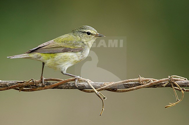 Adult female
Galveston Co., TX
May 2018 stock-image by Agami/Brian E Small,