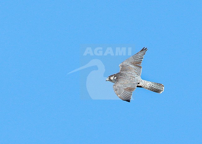 Subadult Peregrine Falcon (Falco peregrinus) in flight in Finland, seen from above. Showing upper wing pattern. stock-image by Agami/Dick Forsman,