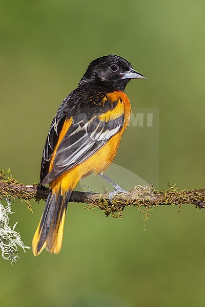 Adult male
Galveston Co., TX
April 2012 stock-image by Agami/Brian E Small,