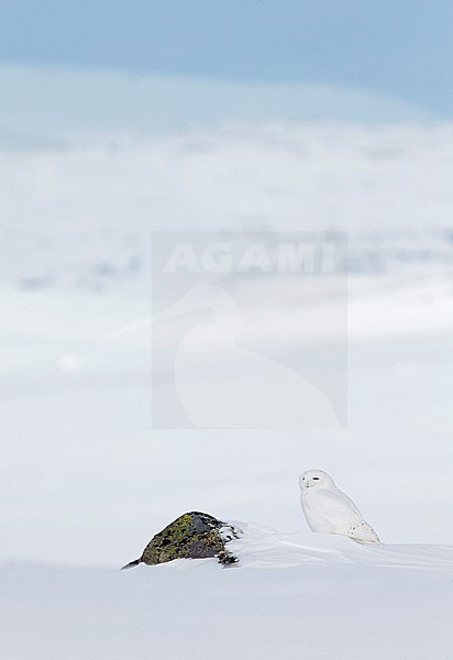 Snowy Owl (Nyctea scandiaca) Utsjoki Finland April 2013 stock-image by Agami/Markus Varesvuo,