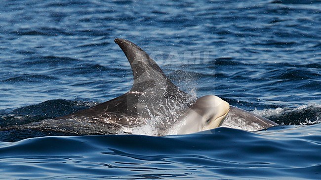 Gramper met jong die door de oppervlakte doorbreken; Risso's Dolphin adult with young breaking the surface of the water stock-image by Agami/Hugh Harrop,