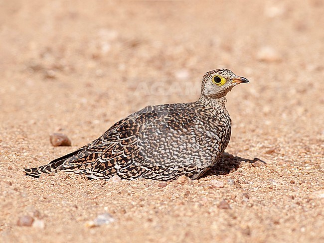 Dubbelbandzandhoen, Double-banded Sandgrouse, stock-image by Agami/Walter Soestbergen,