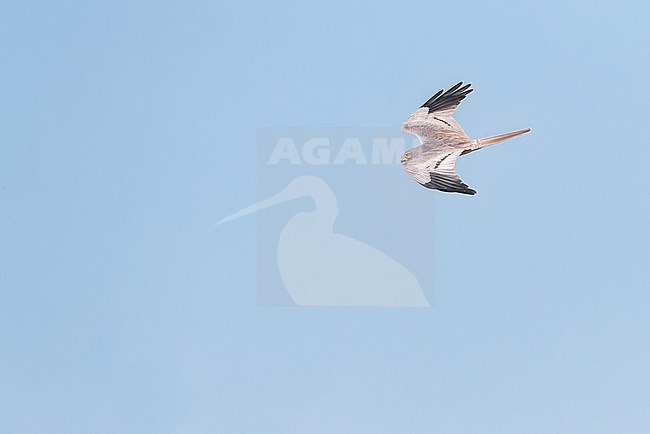Male Montagu's Harrier (Circus pygargus) in flight in Spain. stock-image by Agami/Marc Guyt,