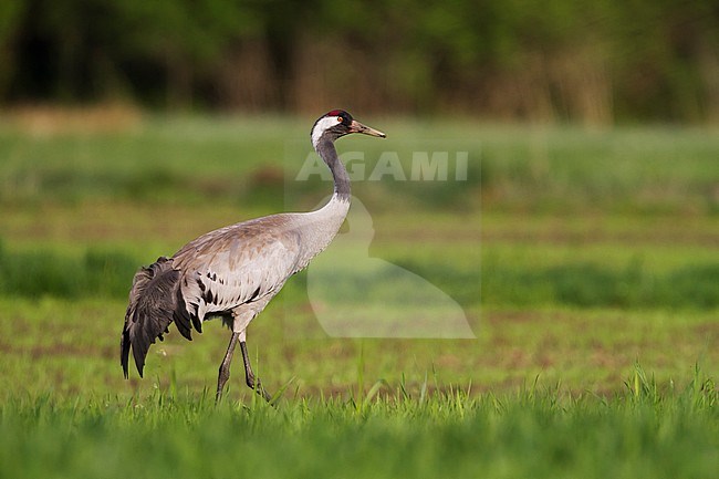 Common Crane - Kranich - Grus grus ssp. grus, Poland, adult stock-image by Agami/Ralph Martin,