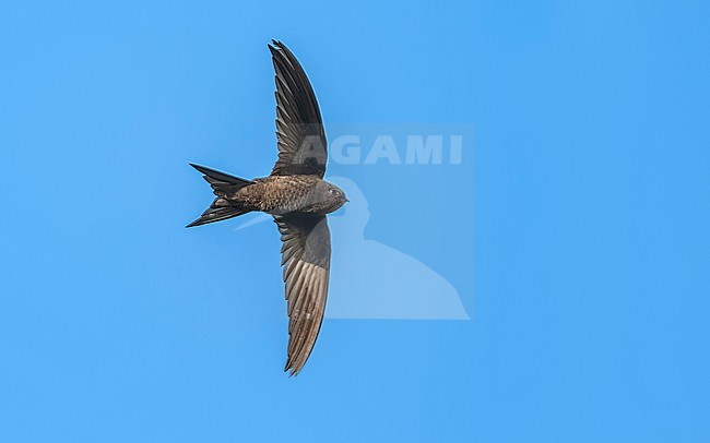 Plain Swift (Apus unicolor) flying over a ridge in mountain, Madeira. stock-image by Agami/Vincent Legrand,