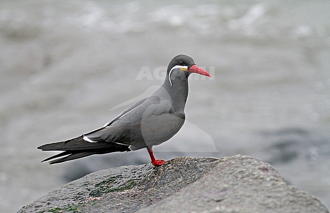 Inca Tern (Larosterna inca) along the coast of Peru. This uniquely plumaged bird breeds on the coasts of Peru and Chile, and is restricted to the Humboldt Current. stock-image by Agami/Pete Morris,