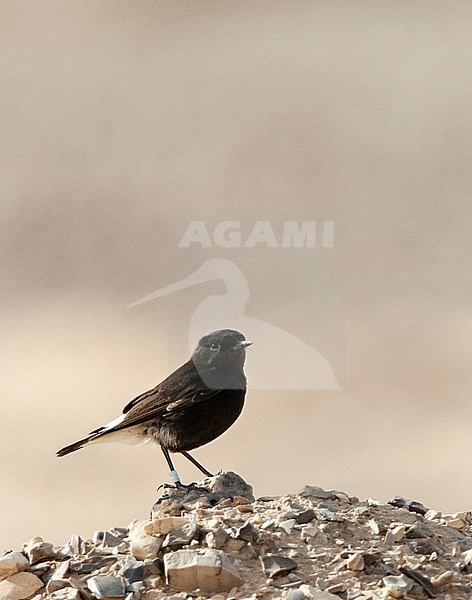 Basalt Wheatear (Oenanthe lugens warriae) in israel.
This is an intriguing dark subspecies of the mourning wheatear from the basalt desert of northeast Jordan, sometimes wintering as a vagrant in Israel, stock-image by Agami/Marc Guyt,