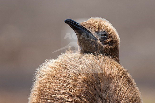 Close up portrait of a King penguin chick, Aptenodytes patagonica. Volunteer Point, Falkland Islands stock-image by Agami/Sergio Pitamitz,