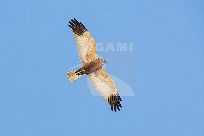 Marsh Harrier (Circus aeruginosus), adult in flight seen from below, Campania, Italy stock-image by Agami/Saverio Gatto,