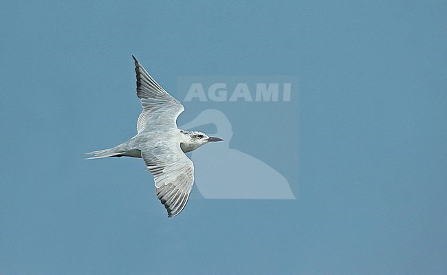 Gull-billed Tern (Gelochelidon nilotica), fourth calender year in flight showing upper wing. Against a bue background. stock-image by Agami/Fred Visscher,