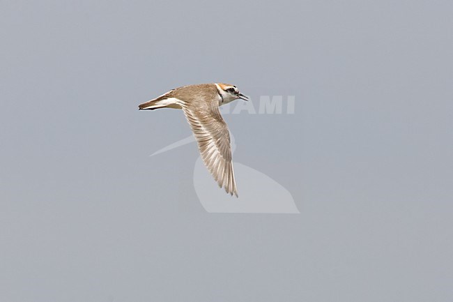 Strandplevier in de vlucht, Kentish Plover in flight stock-image by Agami/Jari Peltomäki,