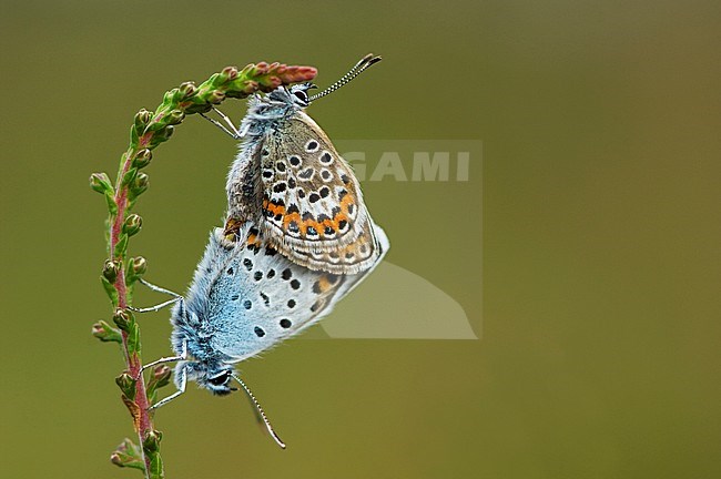 Heideblauwtje / Silver-studded Blue (Plebejus argus) stock-image by Agami/Wil Leurs,