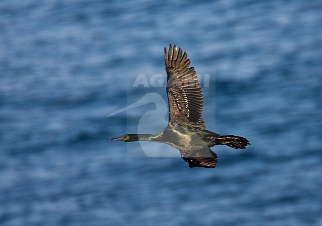 Pelagische Aalscholver, Pelagic Cormorant stock-image by Agami/Marc Guyt,