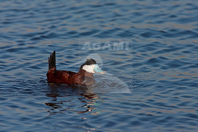 Male Ruddy Duck (Oxyura jamaicensis jamaicensis) calling at Starrevaart, Netherlands. Escaped waterfowl. stock-image by Agami/Marc Guyt,