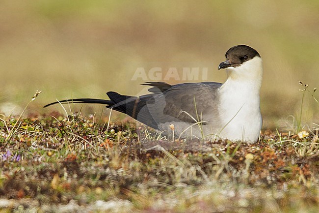 Long-tailed Jaeger (Stercorarius longicaudus) perched on the tundra in Nome, Alaska. stock-image by Agami/Glenn Bartley,