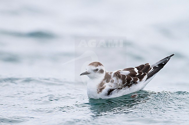 Dwergmeeuw, Little Gull, Hydrocoloeus minutus, Germany, juvenile stock-image by Agami/Ralph Martin,