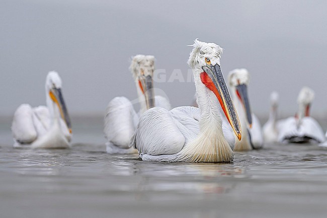 Dalmatian Pelican (Pelecanus crispus) in breeding plumage sitting on the water of lake Kerkini in Greece. stock-image by Agami/Marcel Burkhardt,