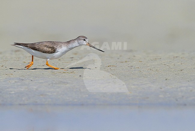 Terek Sandpiper - Terekwasserläufer - Xenus cinereus, Oman, nonbreeding stock-image by Agami/Ralph Martin,