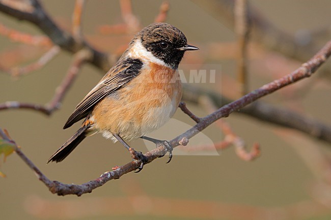 Volwassen mannetje Roodborsttapuit; Adult male European Stonechat stock-image by Agami/Daniele Occhiato,