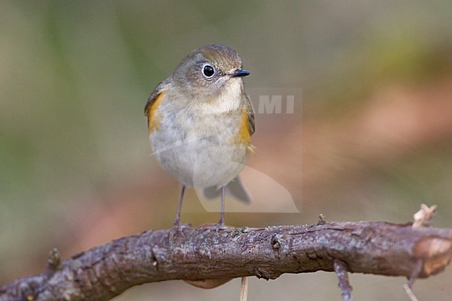 immature male Red-flanked Bluetail perched; onvolwassen man Blauwstaart zittend stock-image by Agami/Marc Guyt,