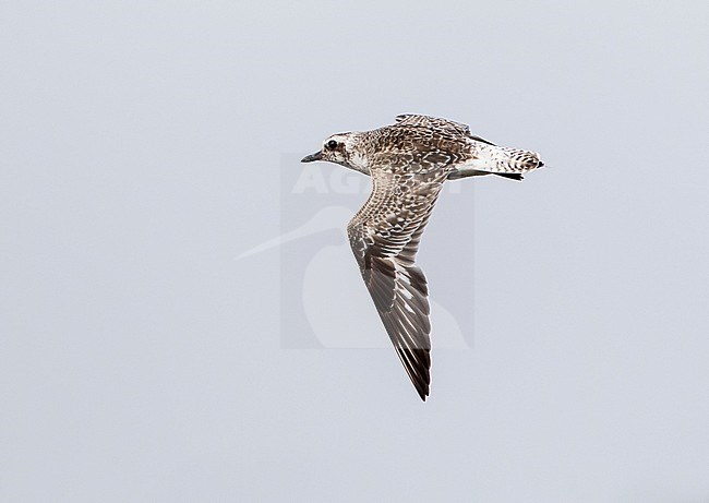 Vliegende Zilverplevier; Grey Plover (Pluvialis squatarola) in flight stock-image by Agami/Marc Guyt,