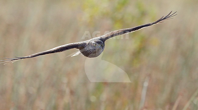 Sperwer in vlucht, Eurasian Sparrowhawk in flight stock-image by Agami/Markus Varesvuo,