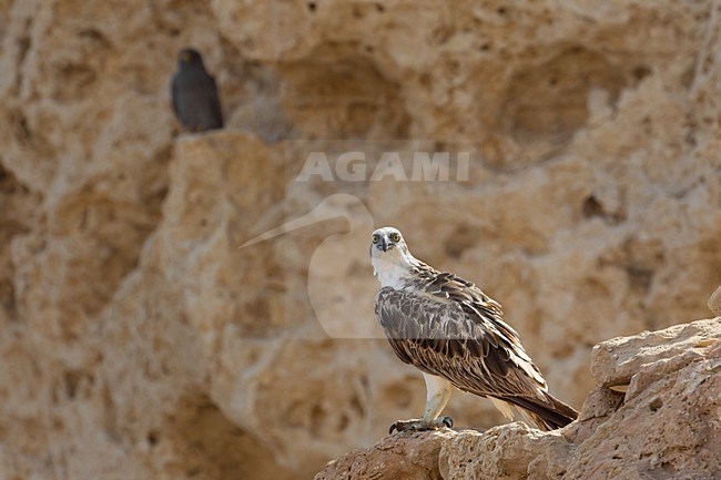 Visarend zittend op een rots; Osprey perched on a rock stock-image by Agami/Daniele Occhiato,