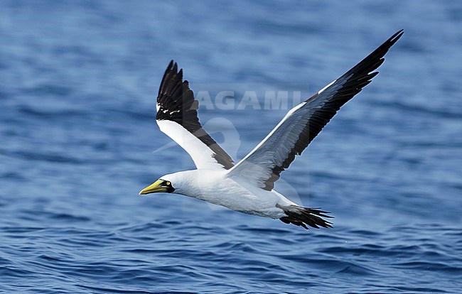 Masked Booby, Sula dactylatra, off the coast of Oman. stock-image by Agami/Aurélien Audevard,