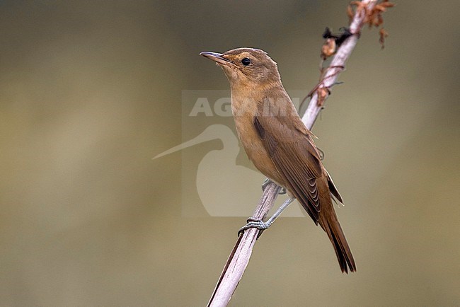 Great Reed Warbler, Acrocephalus arundinaceus, in Italy. stock-image by Agami/Daniele Occhiato,