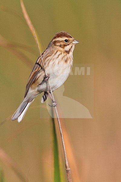 Reed Bunting (Emberiza schoeniclus), adult female in winter plumage perched on a stem stock-image by Agami/Saverio Gatto,