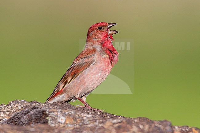 Male Common Rosefinch on a rock near Van, SE Turkey. stock-image by Agami/Vincent Legrand,